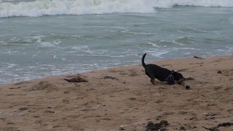 Beautiful-black-dog-playing-with-the-stick-on-the-white-sand-beach-in-slow-motion,-large-storm-waves-crashing-against-the-shore,-overcast-day,-medium-shot