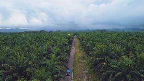 Aerial-drone-shot-of-a-palm-plantation,-rising-pedestal-movement