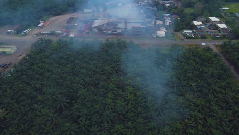 Aerial-drone-shot-of-a-palm-plantation,-overhead-shot-of-the-trees-below-and-a-building-with-a-steaming-chimney