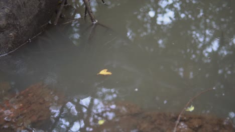 Ein-Gelbes-Herbstblatt,-Das-Im-Schlammigen-Wasser-Fließt