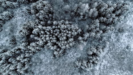 Aerial-view-of-a-forest-covered-with-snow