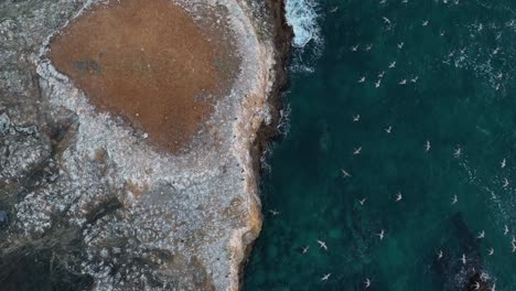Rising-top-down-aerial-view-of-birds-swarming-an-isolated-rocky-island-off-of-California's-coast