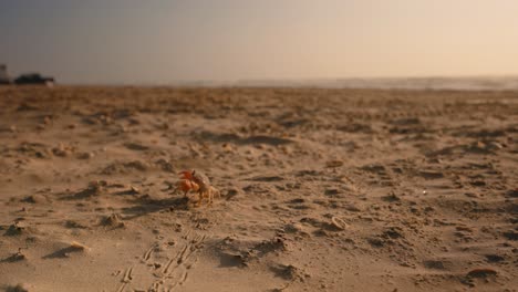 Red-crustacean-crab,-crab-walks-with-pinchers-up-in-sand-on-beach-towards-ocean-tide-at-sunset