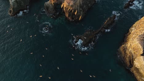 Luftaufnahme-Von-Seevögeln,-Die-Zu-Ihren-Jeweiligen-Nestern-Auf-Einem-Großen-Und-Isolierten-Felsen-Im-Pazifischen-Ozean-Fliegen