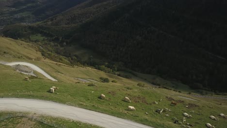 White-cows-lying-in-the-sun-on-green-field-on-mountain-slope-with-hairpin-turns,-Col-du-Portet-in-France
