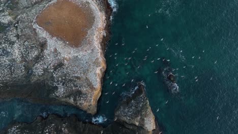 Top-down-drone-shot-of-seabirds-flying-to-their-nests-off-California's-coast