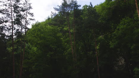 Tall-pine-trees-in-deep-dark-forest-in-Georgia-in-complete-stillness