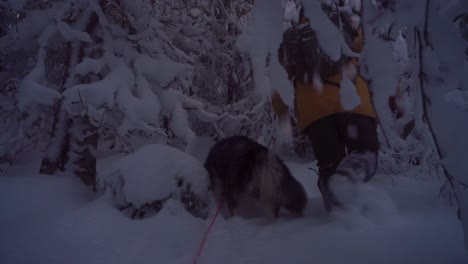 Alaskan-Malamute-Mit-Einer-Person,-Die-Im-Tiefschneewald-Wandert
