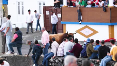 Bull-On-Rope-Running-On-The-Street-With-Audience-Watching-During-Bullfight-Event-In-Azores,-Portugal