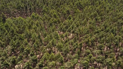 Aerial-flyover-forest-trees-moving-during-strong-windy-day-in-Argentina