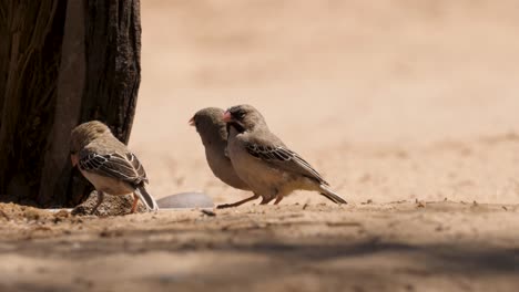 three-scaly-feathered-finch-gather-to-drink-from-waterhole