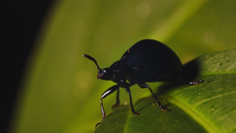 Glänzender-Dunkelblauer-Käfer-Auf-Einem-Blatt,-Der-Seine-Mundwerkzeuge-Reinigt