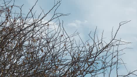 Aufnahme-Mit-Blick-Auf-Die-Verwelkten-Zweige-Eines-Busches-Vor-Einem-Strahlend-Blauen-Himmel