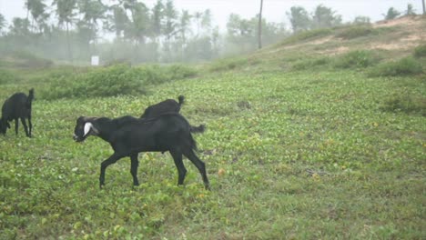 Slowmotion-pan-shot-of-balck-goats-grazing-on-a-misty-grassfield