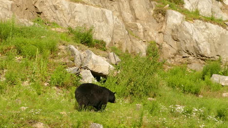 A-majestic-black-bear-strolls-along-a-green,-rocky-mountain-trail,-surrounded-by-stunning-wilderness-scenery