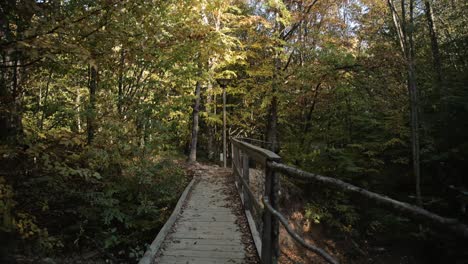 A-wooden-bridge-on-the-forest-path