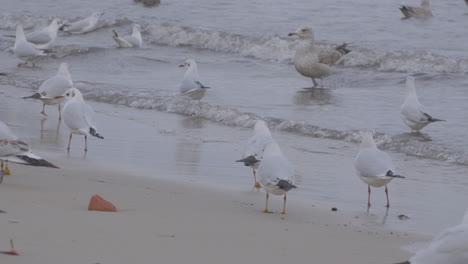Flock-of-Black-headed-gulls-walking-by-the-sea-in-Redlowo-beach,-Gdynia,-Poland-with-small-wave-crashing-over
