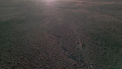 Drohnenaufnahme-Einer-Lama-Herde,-Die-In-Der-Chilenischen-Wüste-Zum-Sonnenuntergang-Rennt