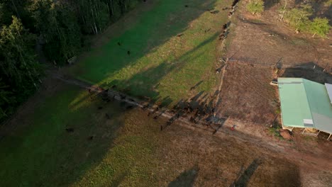 Drohnenaufnahme-Von-Kühen-Auf-Einer-Kleinen-Privaten-Rinderfarm