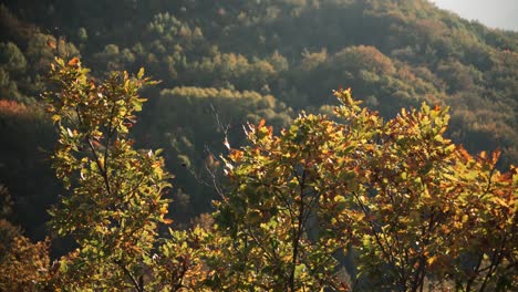 Sonnige-Herbstbaumkrone-In-Einem-Serbischen-Wald