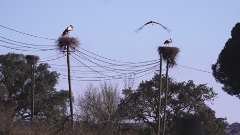 Storks-in-nests-on-poles,-flying-stork-against-blue-sky-and-power-lines