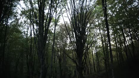 Majestic-treetops-in-a-Serbian-forest