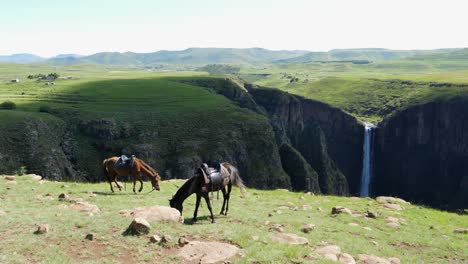 Saddled-horses-graze-grass-at-Maletsunyane-Falls,-Lesotho-waterfall