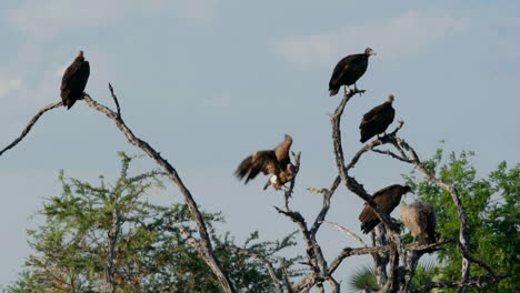 Geiergruppe-Auf-Einem-Trockenen-Baum-In-Ostafrika