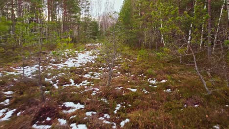 Growing-young-pine-trees-in-forest-area-in-winter-season,-dolly-forward-view