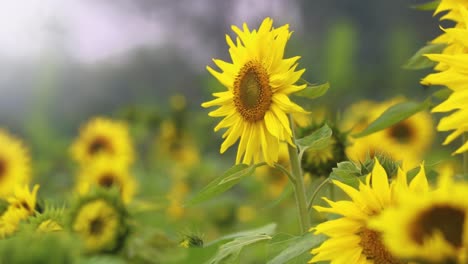 Crop-of-vibrant-yellow-sunflowers-in-full-bloom-gently-moving-in-countryside-breeze