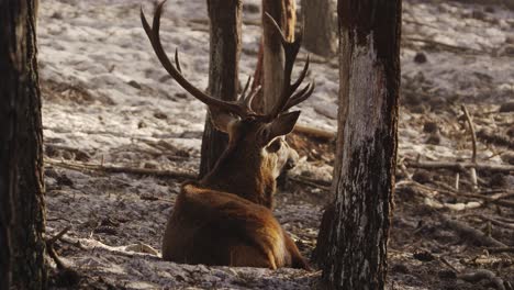 Majestic-deer-with-big-antlers-lying-and-resting-on-the-sand-in-the-middle-of-a-pine-forest