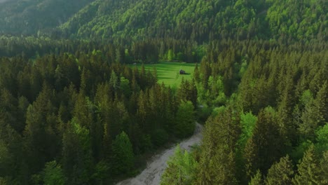Bosque-Arbolado-Con-Exuberantes-árboles-De-Coníferas-En-Kranjska-Gora-Alpine-Resort-En-El-Noroeste-De-Eslovenia