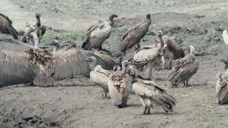 Large-group-of-vultures-next-to-a-hippo-carcass-in-African-savannah