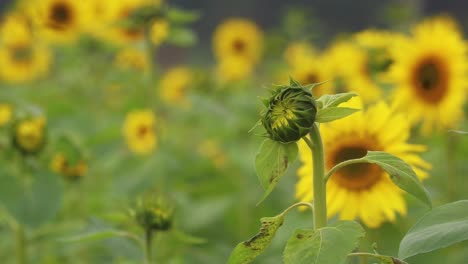 A-close-up-shot-of-a-sunflower-about-to-bloom,-surrounded-by-blooming-sunflowers-in-the-background