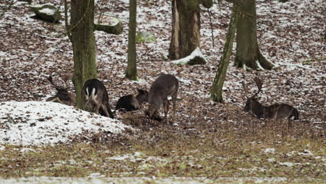 Two-male-deer-engage-in-battle,-locking-horns-amidst-snowy-landscape-of-Czech-Republic-forest