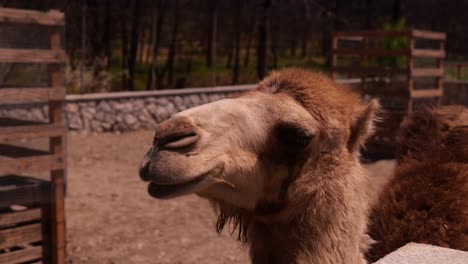 Close-Up-Portrait-Of-A-Camel-On-The-Ranch