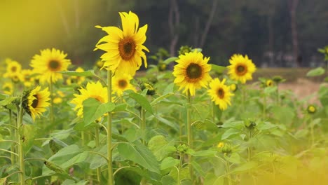 Ein-Riesiges-Feld-Blühender-Und-Knospender-Sonnenblumen,-Die-Sich-Im-Wind-Wiegen-Und-Eine-Wunderschöne,-Leuchtend-Gelbe-Landschaft-Schaffen