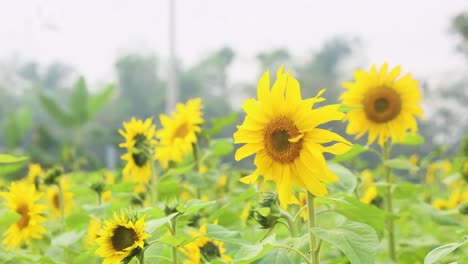 A-single-sunflower-sways-in-the-breeze-against-a-blue-sky-backdrop,-symbolizing-hope,-growth,-and-happiness