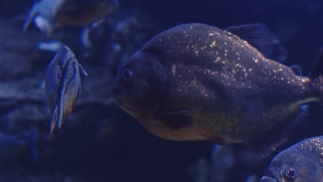 Red-Bellied-Piranha-Swimming-In-An-Aquarium