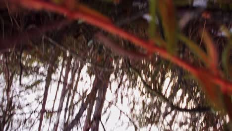 Drone-Golpeando-Un-árbol-Y-Estrellándose-En-El-área-Del-Bosque