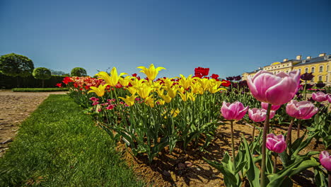 Colorful-flower-bed