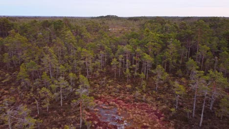 Conifer-forest-in-European-marshland,-aerial-drone-view
