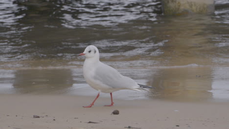 Black-headed-gull-adult-bird-in-winter-plumage-walking-under-peer-on-the-Baltic-sea-coast-in-Slow-motion