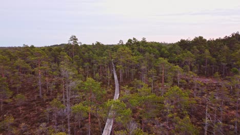 Iconic-pathway-leading-through-dense-conifer-forest,-aerial-drone-view