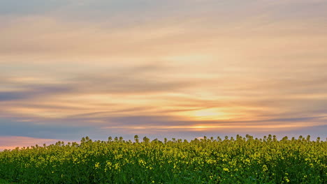 hill-covered-in-yellow-flowers,-set-against-a-beautiful-and-colorful-sky