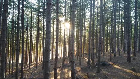 Moving-through-the-trees,-towards-the-sun,-in-a-pine-forest