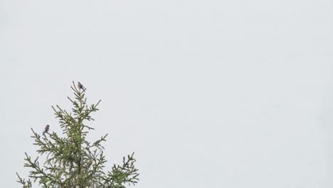Weibliche-Dompfaffvögel,-Die-Auf-Nadelbäumen-Ruhen