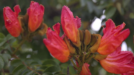 Blühende-Afrikanische-Tulpenbaumblume-An-Einem-Sommertag---Nahaufnahme,-Drehaufnahme