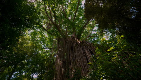 Riesiger-Vorhangfeigenbaum-In-Queensland,-Australien