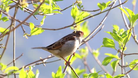 Beautiful-footage-of-a-Eurasian-tree-sparrow-perched-on-a-tree,-looking-around-and-puffing-its-feathers
